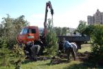 Крупномеры высаживают с комом земли, что улучшает приживаемость