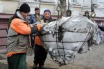 Транспортировка ивы к месту посадки